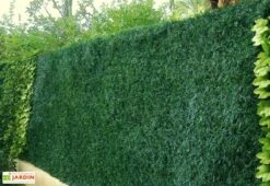 Haie Artificielle En PVC De 243 Brins Lux - 3 X 1,50 M