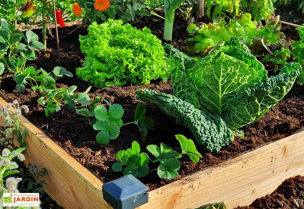 Carré Potager En Bois Douglas Non Traité Premium – 174 L 2 Carré Potager En Bois Douglas Non Traité Premium – 174 L – Image 2