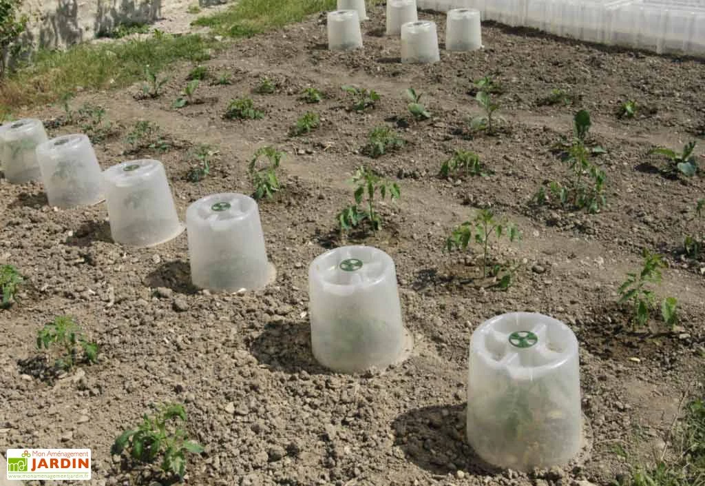 Cloche Potagère à Forcer Modulo ø35 Cm (lot De 3) 3 Cloche Potagère à Forcer Modulo ø35 Cm (lot De 3) – Image 3