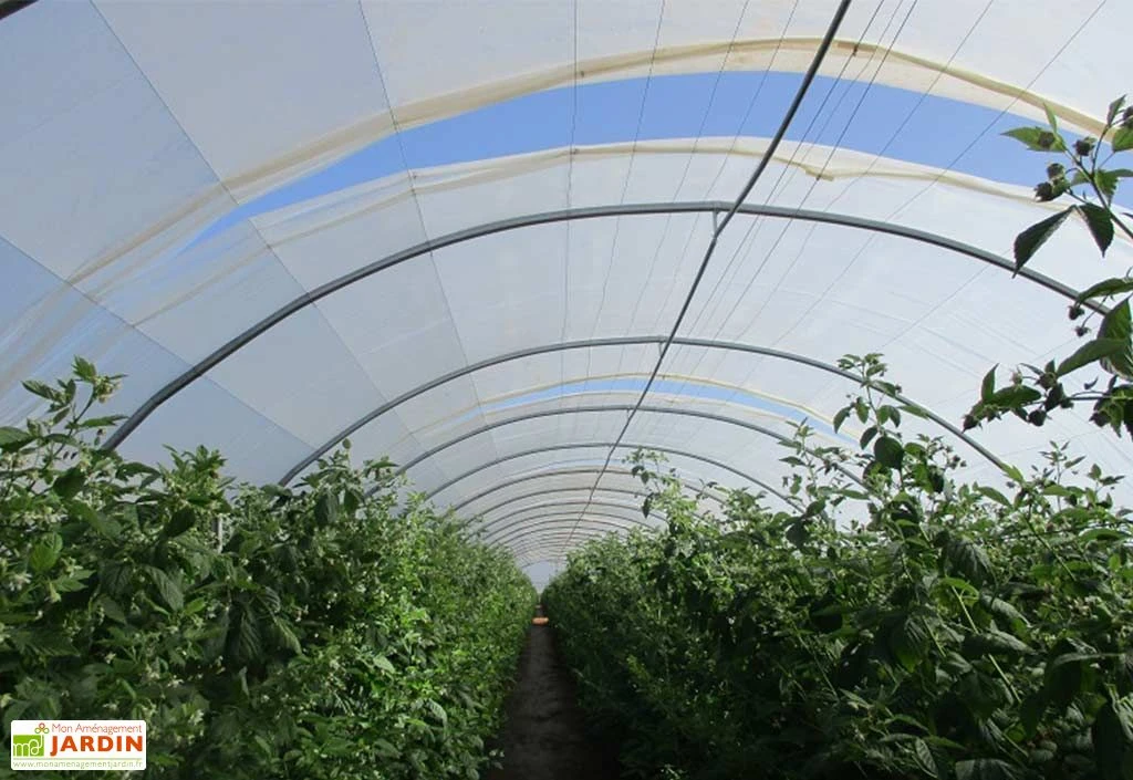 Serre Professionnelle Richel En Acier Et Polyéthylène 8 X 50 M 2 Serre Professionnelle Richel En Acier Et Polyéthylène 8 X 50 M – Image 2