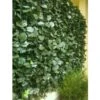 Haie Artificielle Feuilles De Lierre Duo 1x3m