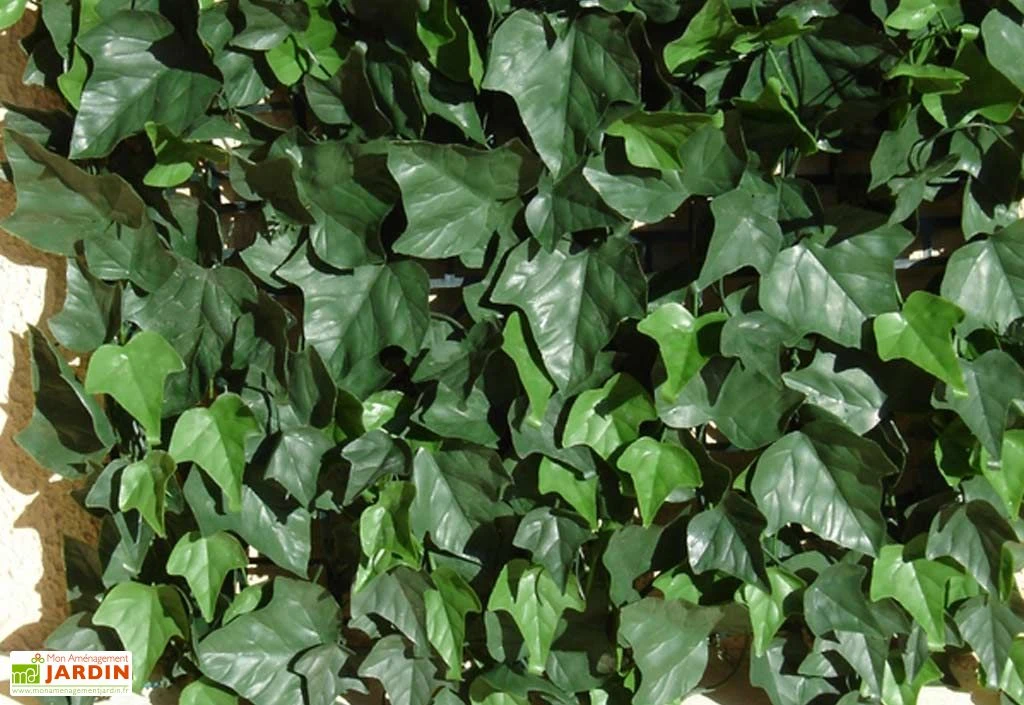 Haie De Lierre Artificielle 250 Feuilles 3 M² 1 Haie De Lierre Artificielle 250 Feuilles 3 M²