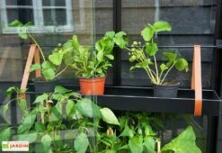 Mini Serre De Jardin En Verre Trempé – Juliana City -Abriet Mobilier Soldes Boutique mini serre jardin verre trempe aluminium juliana city 4