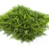 Mur Végétal Artificiel En PVC Fougères - 1 M²