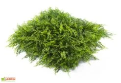 Mur Végétal Artificiel En PVC Fougères - 1 M²