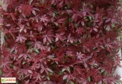 Mur Végétal Artificiel En PVC Vigne Rouge - 1 M²