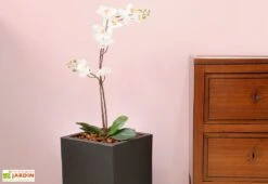 Pot De Fleurs En Polyéthylène Atlantis – 30 X 30 X 47 Cm